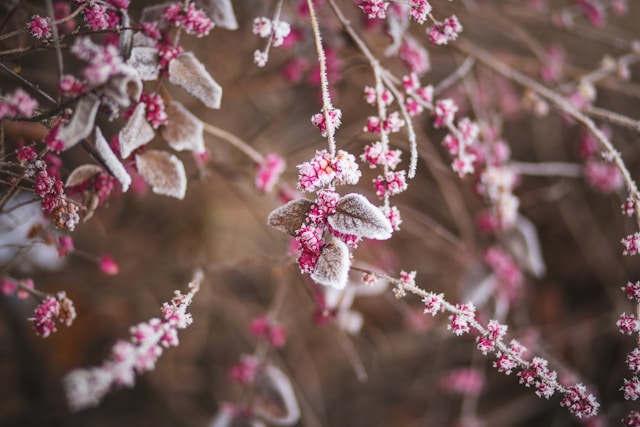 seasonal wholesale flowers