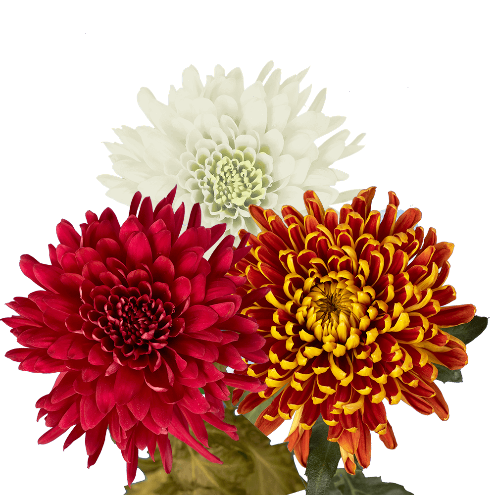 Alstroemelias