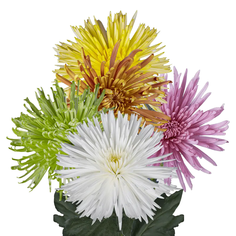 Alstroemelias