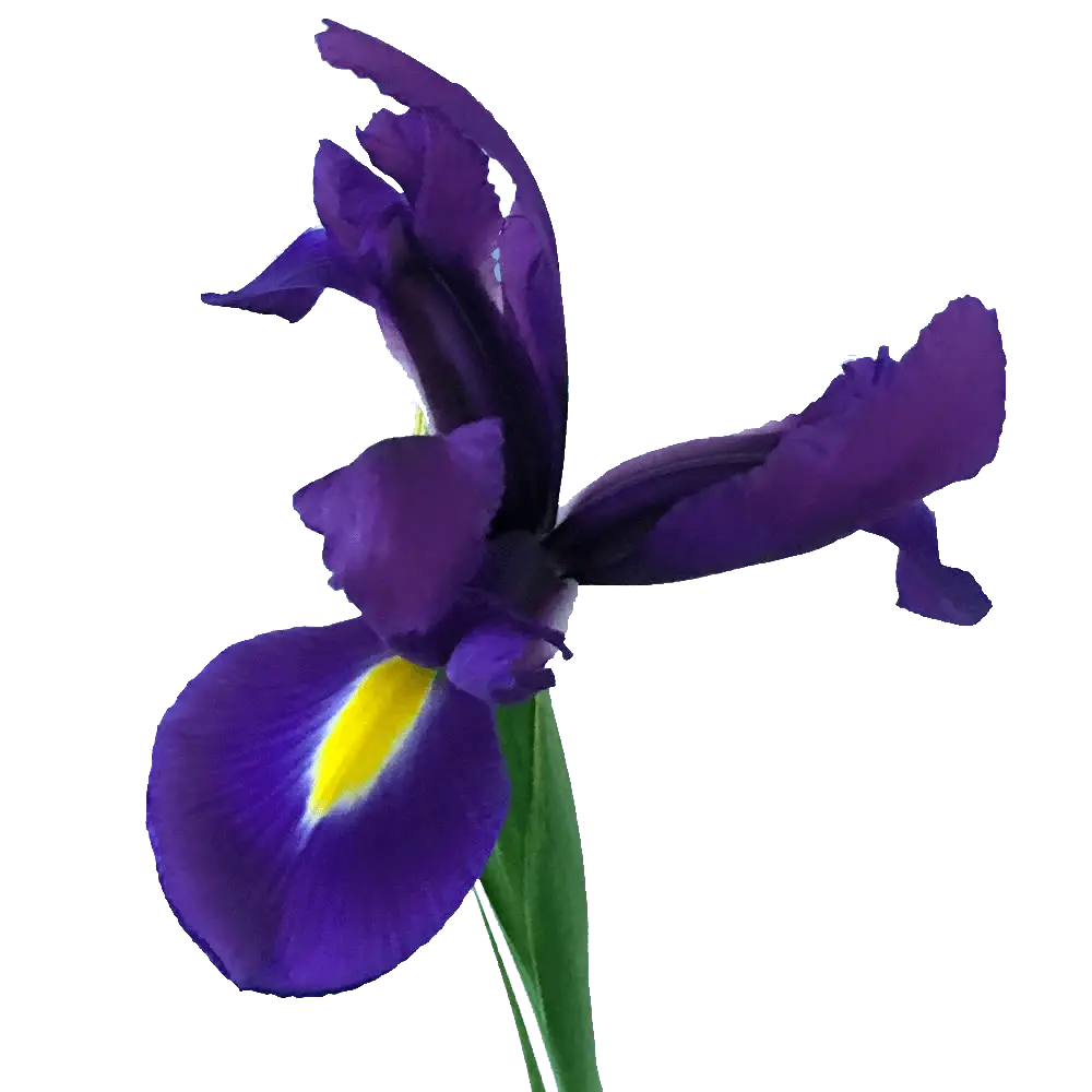 Alstroemelias