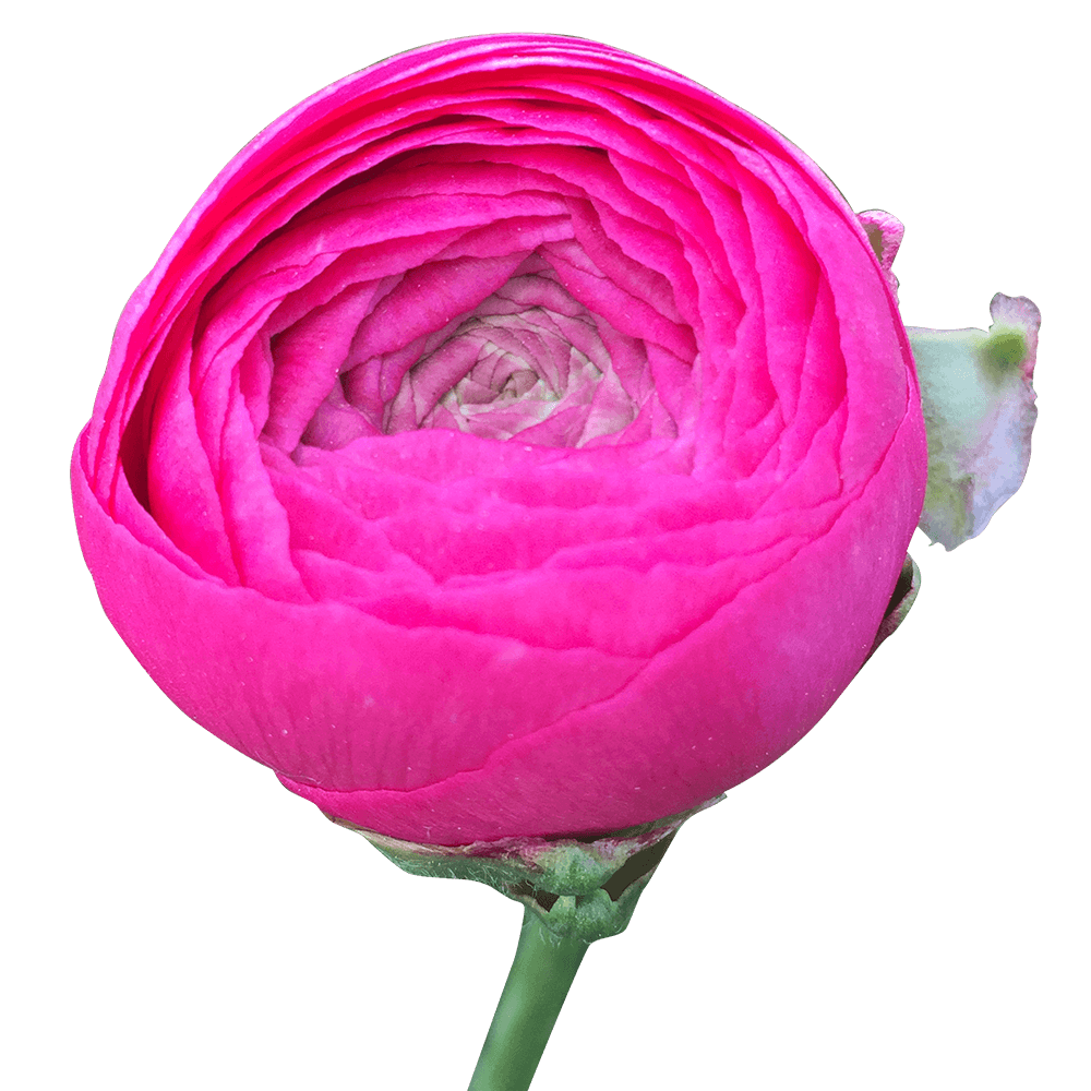 Blue roses