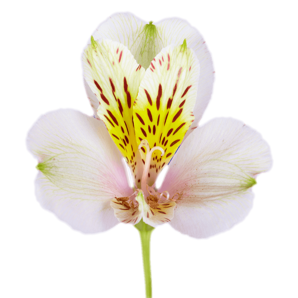 THE TRIED & TRUE ABOUT GIVING FRIENDS FLOWERS ON VALENTINE'S DAY
