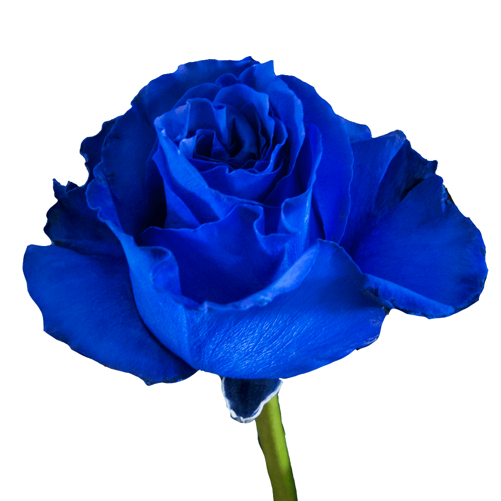 The tried & true about giving your friends with benefits flowers on Valentine's Day
