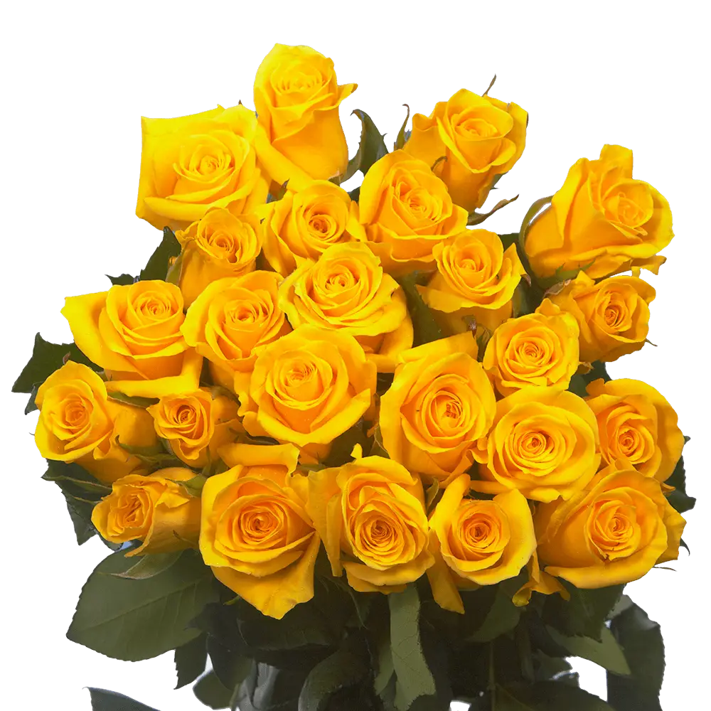 Alstroemelias