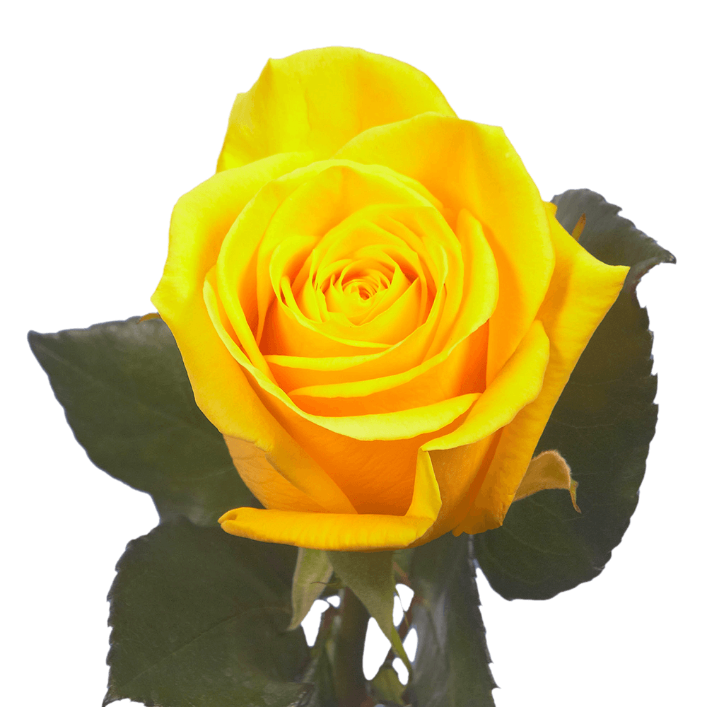 Alstroemelias