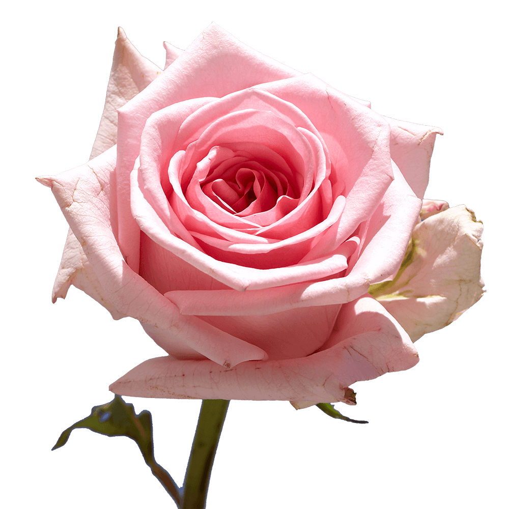 Blue roses