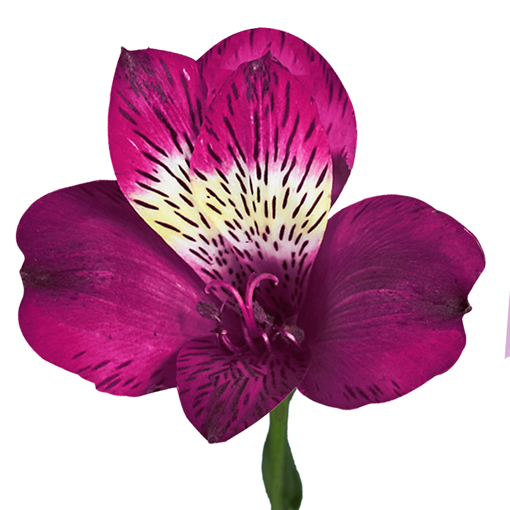 The Tried & True About Giving Your Ex Flowers on Valentine's Day