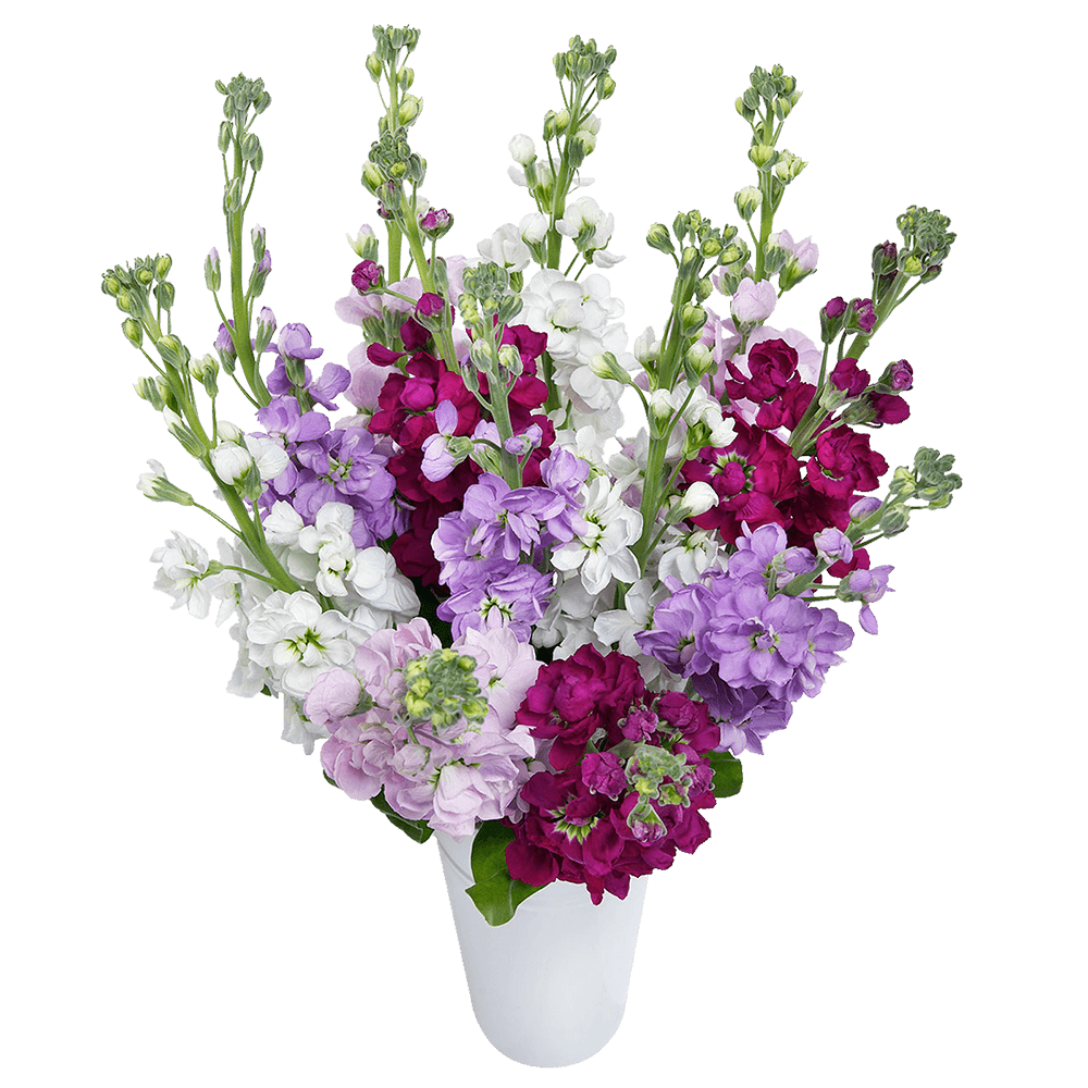 Alstroemelias