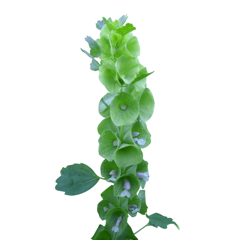 Alstroemerias