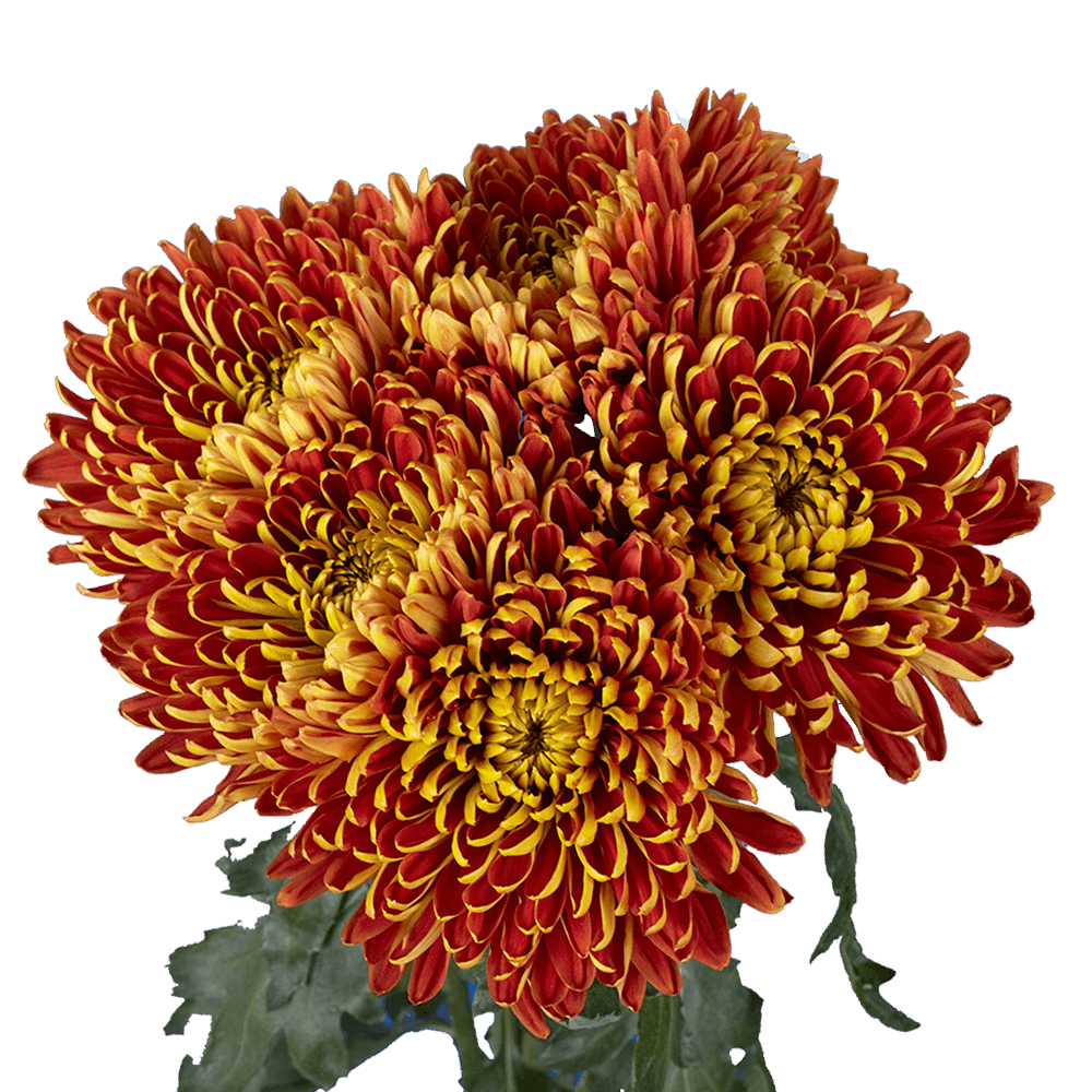 Alstroemerias