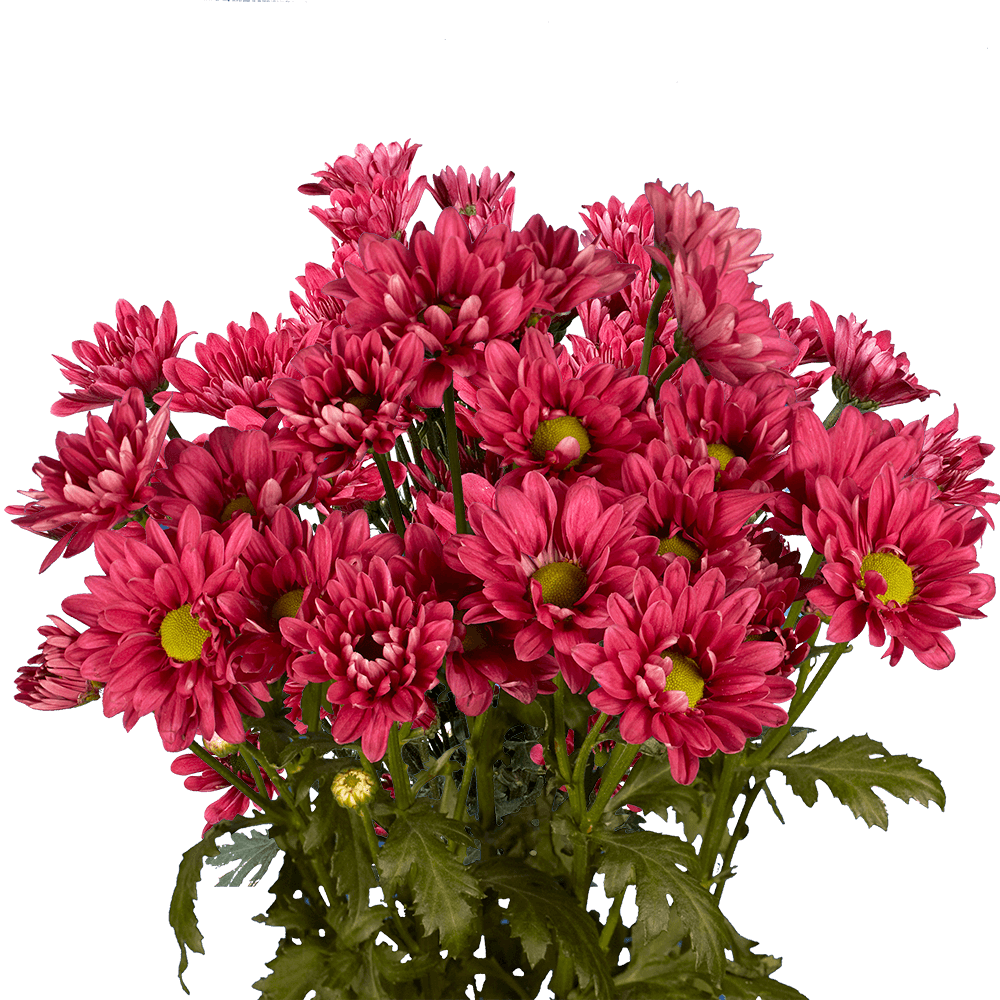 Alstroemerias