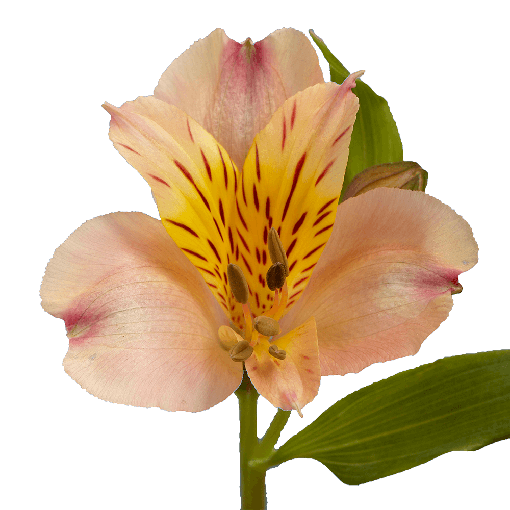 The Tried & True About Autumn Flowers