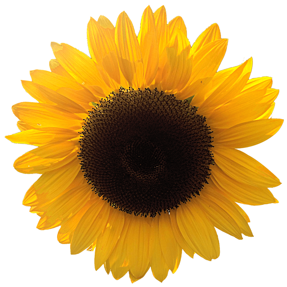 Alstroemerias
