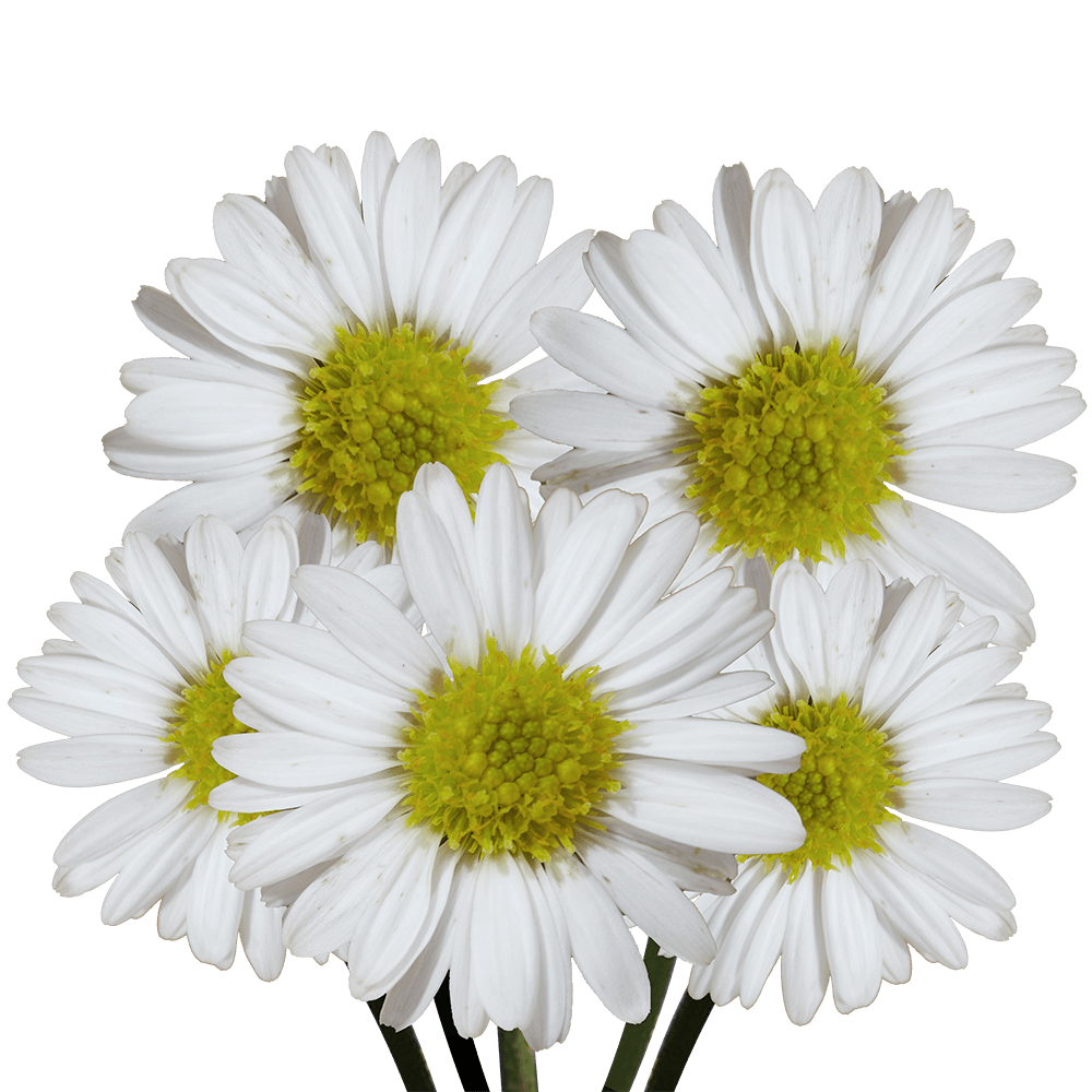 Alstroemerias