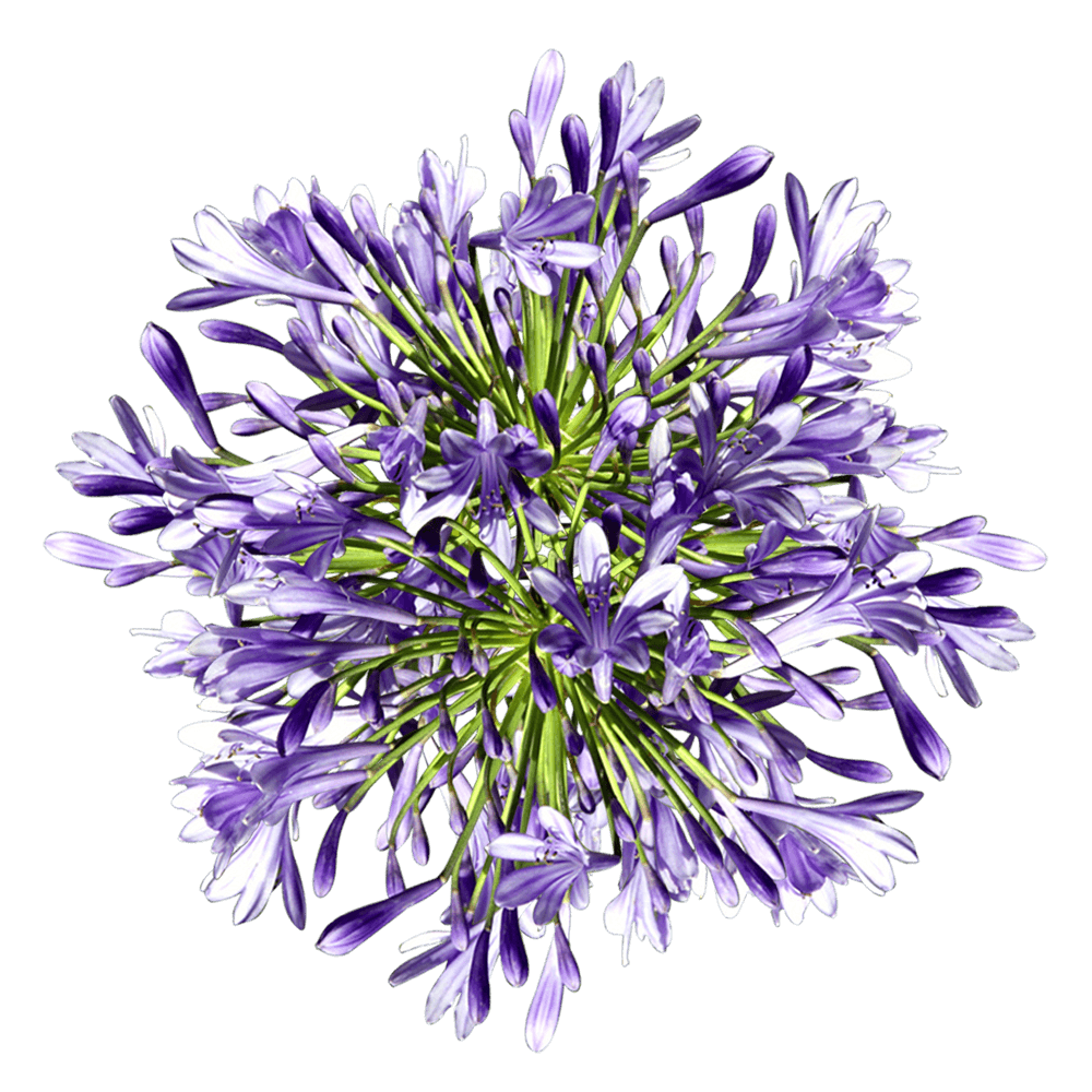 The Tried & True About Spring Flowers