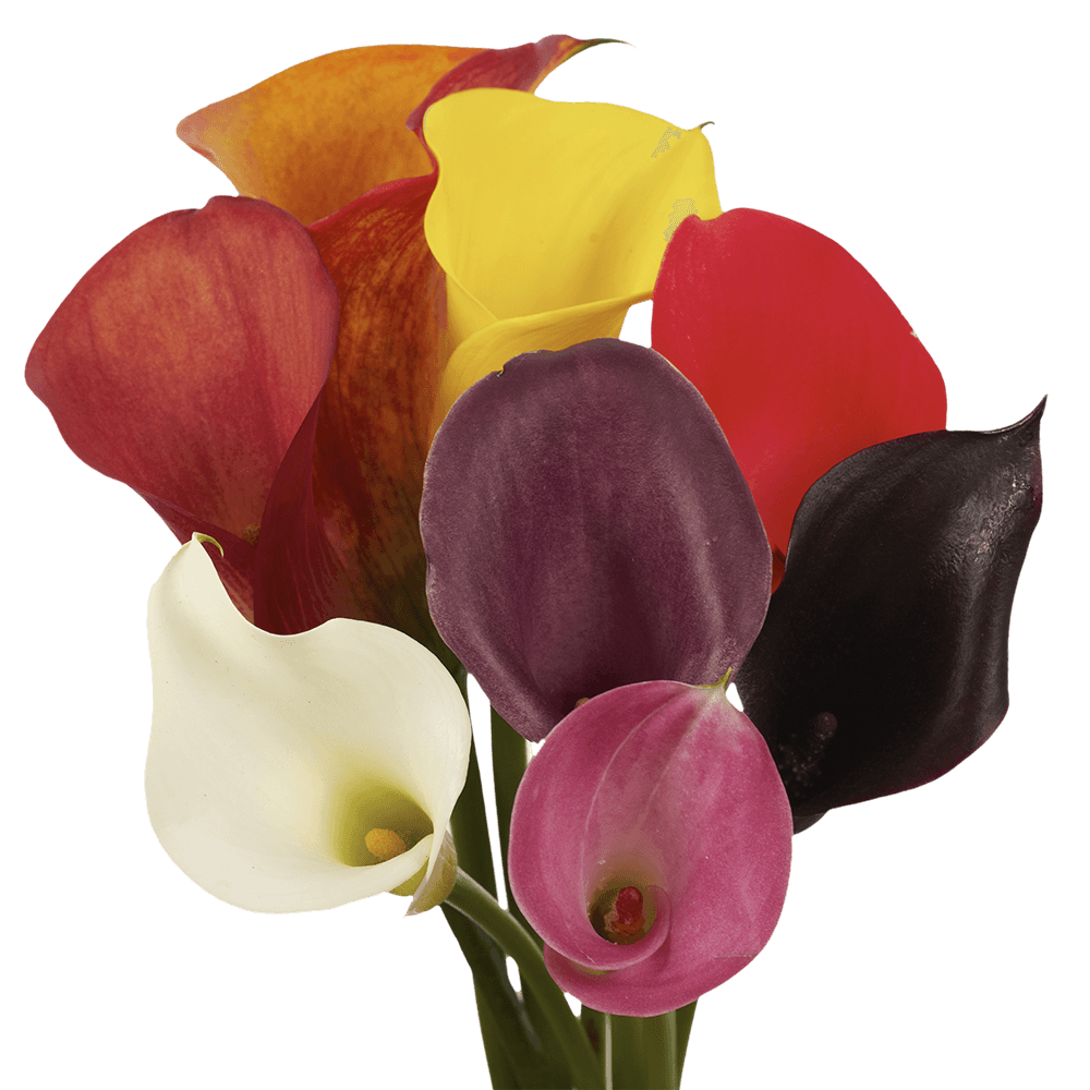 Alstroemerias