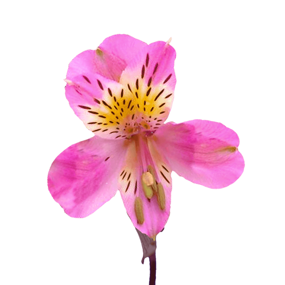 The Tried & True About Summer Flowers
