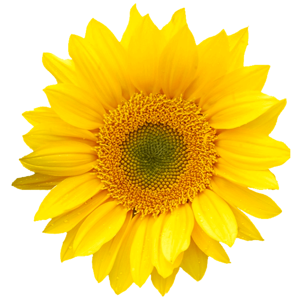 Alstroemerias
