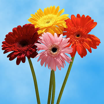 Alstroemelias