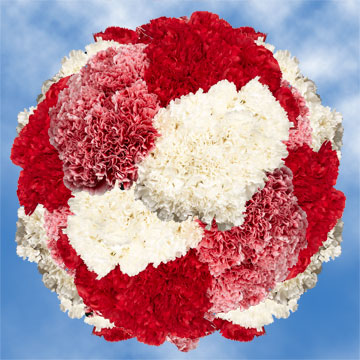 Alstroemelias