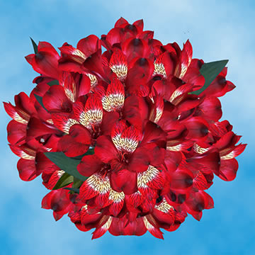 THE TRIED & TRUE ABOUT WINTER HOLIDAY FLOWERS