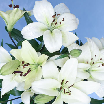 Alstroemelias