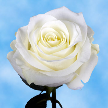 Alstroemelias