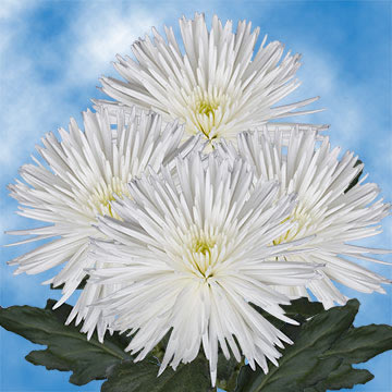 Alstroemelias