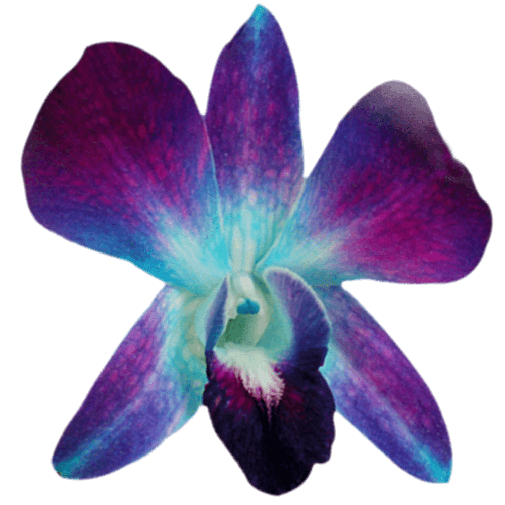 Alstroemelias