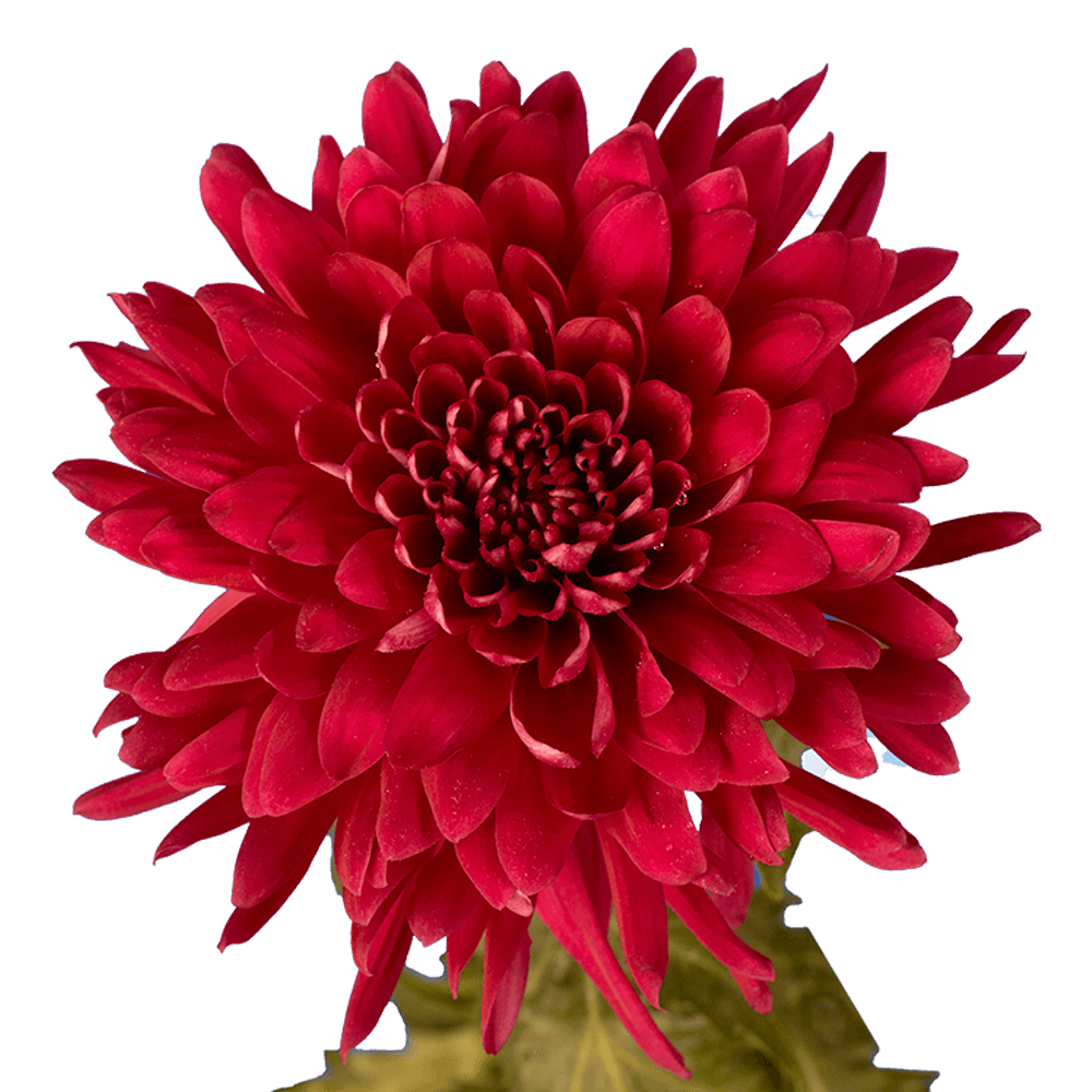 Alstroemelias