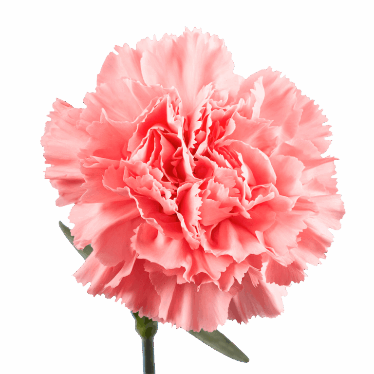 Which flower types and colors best express passion?