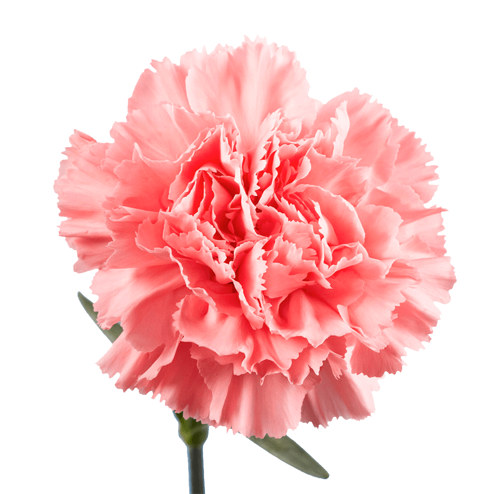 Alstroemelias