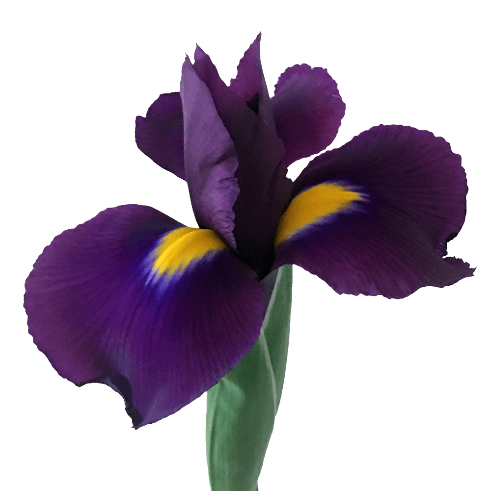 Alstroemelias