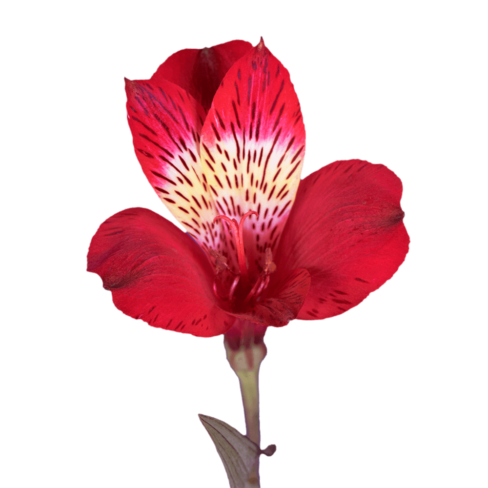 The Tried & True About Giving Flowers on Valentine's Day