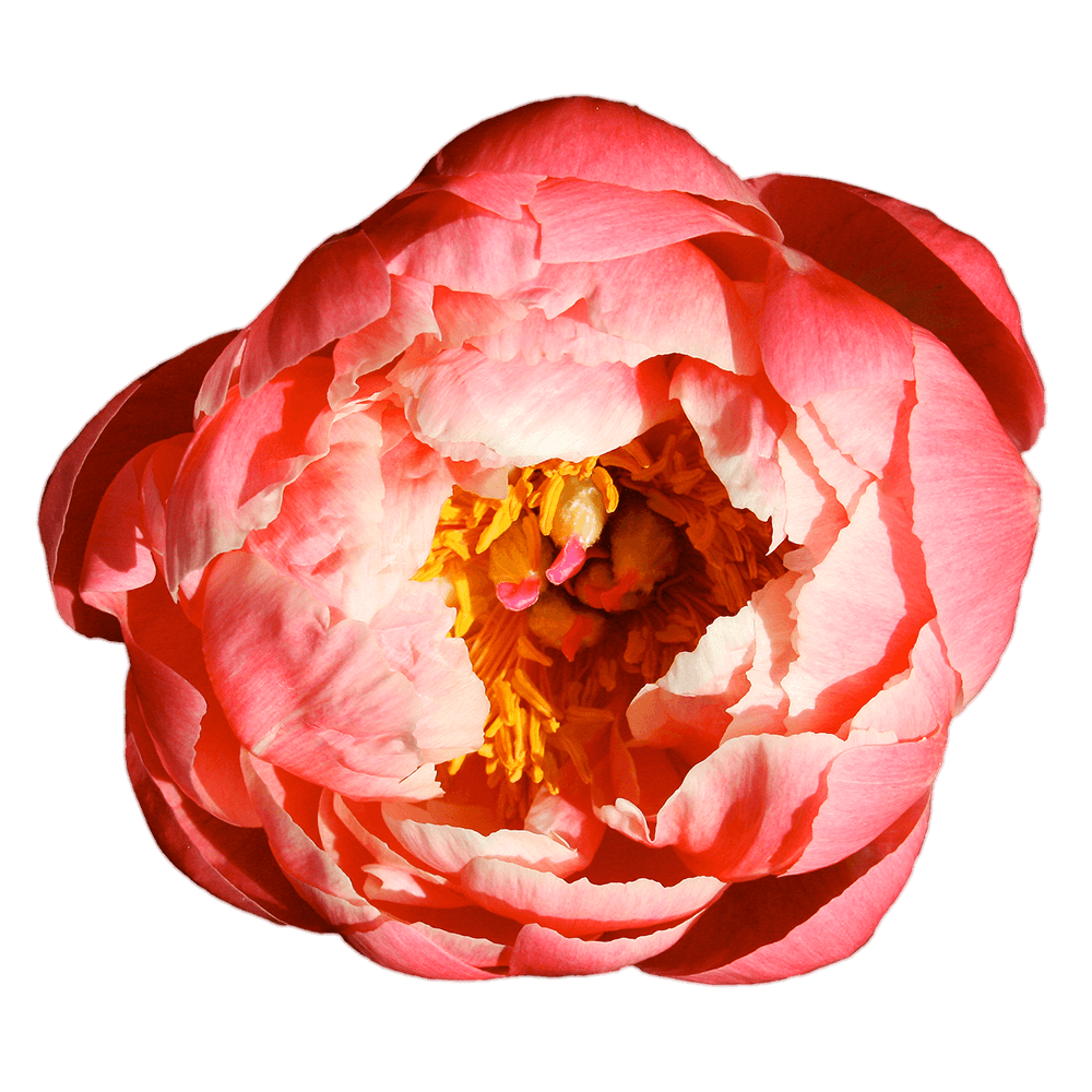 Alstroemelias