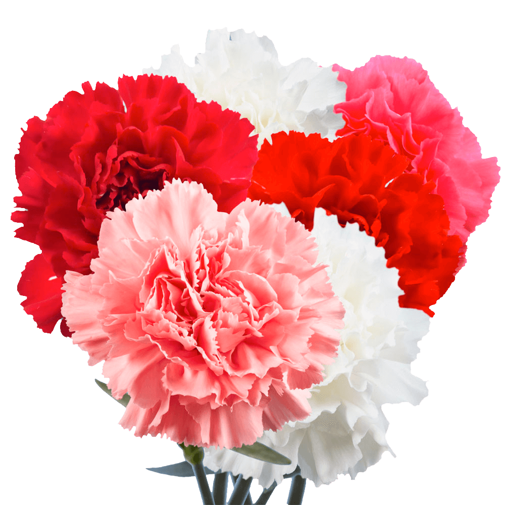 Alstroemelias