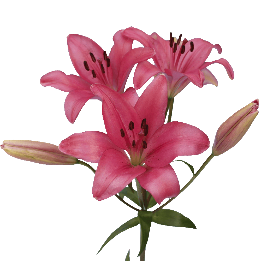 Alstroemelias