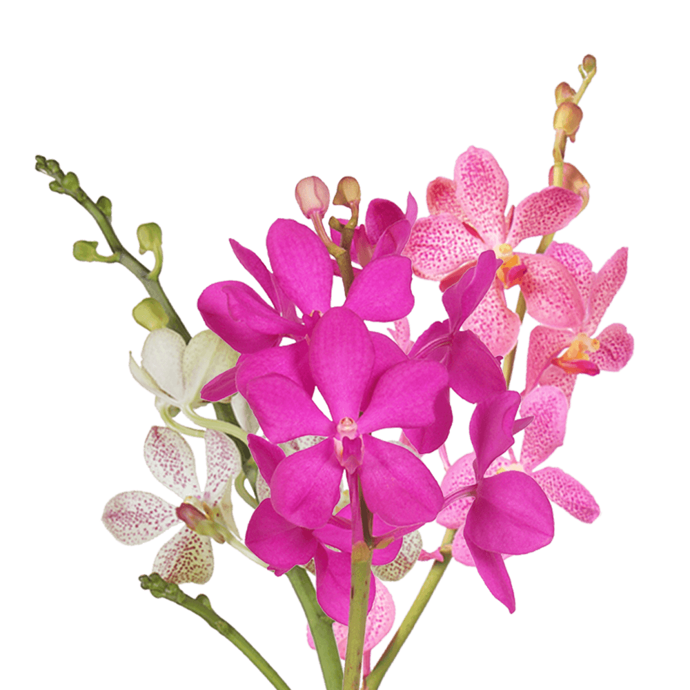 Alstroemelias