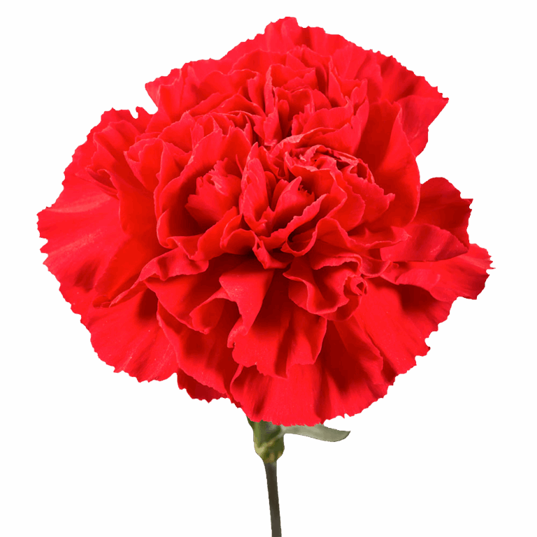 What are the most popular flowers and flower colors to give on Valentine's Day?