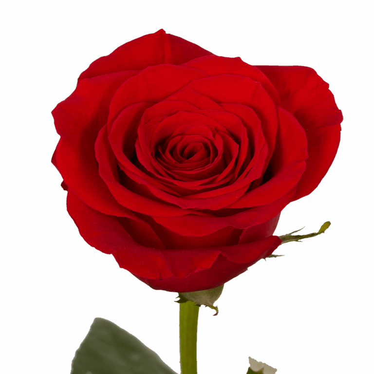 What are the most popular flowers and flower colors to give on Valentine's Day?