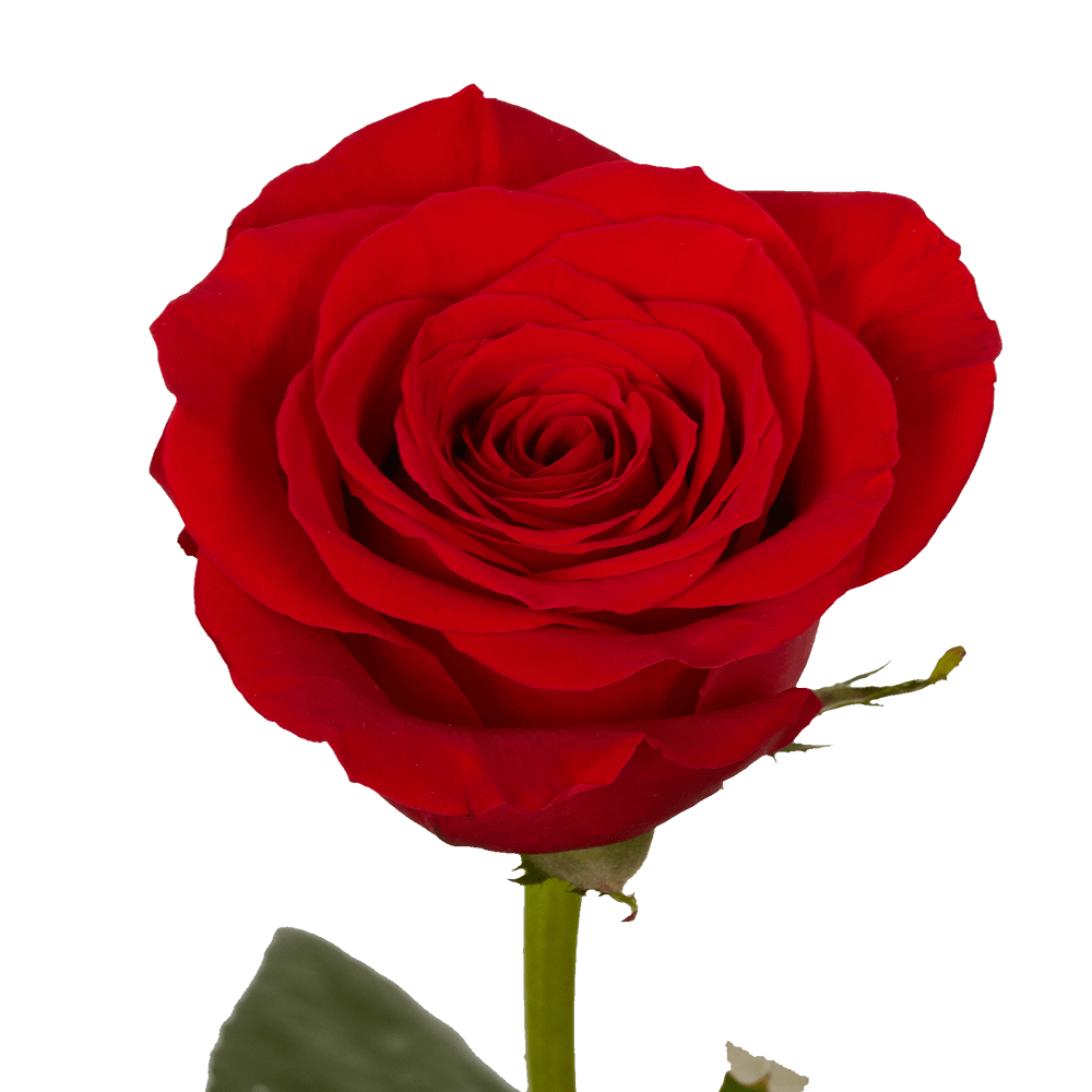 Carnations