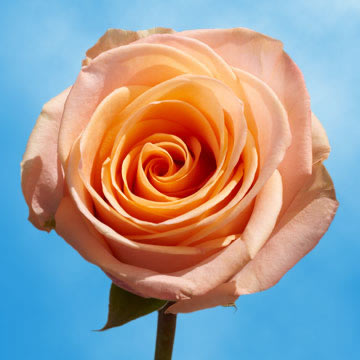 White Roses