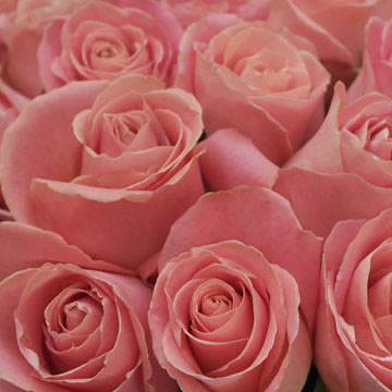 White Roses