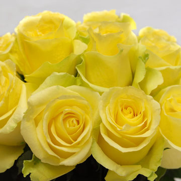 White Roses
