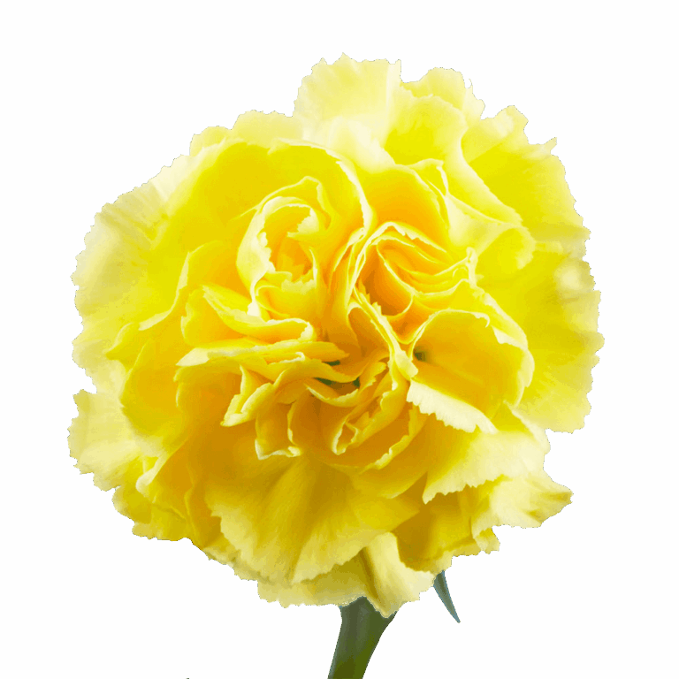 Which flower types best express friendship