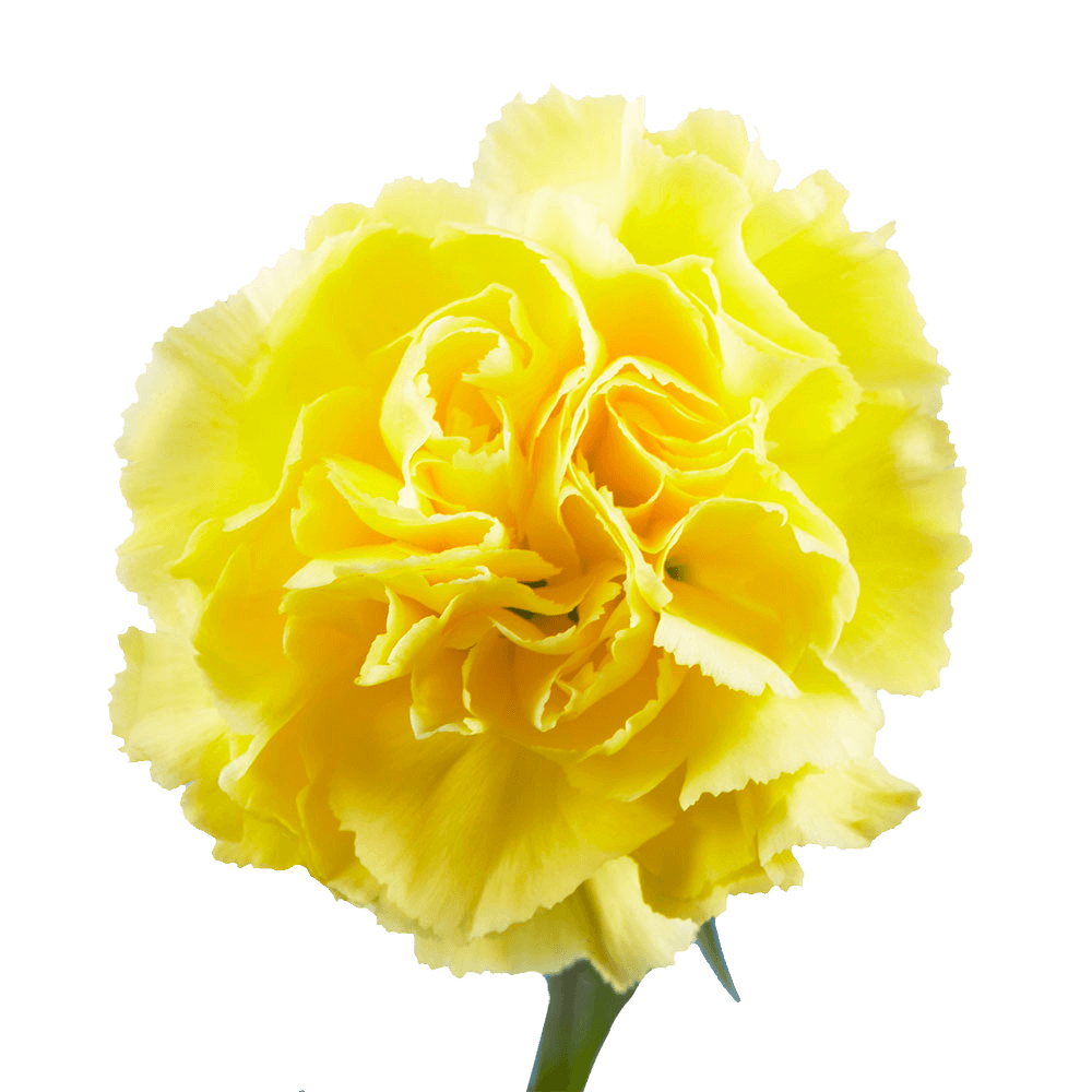 Alstroemelias