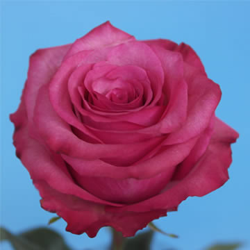 <b>White</b> (ivory and cream):