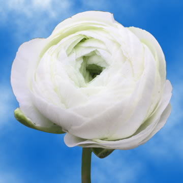 The Tried & True About Flower Colors For Weddings