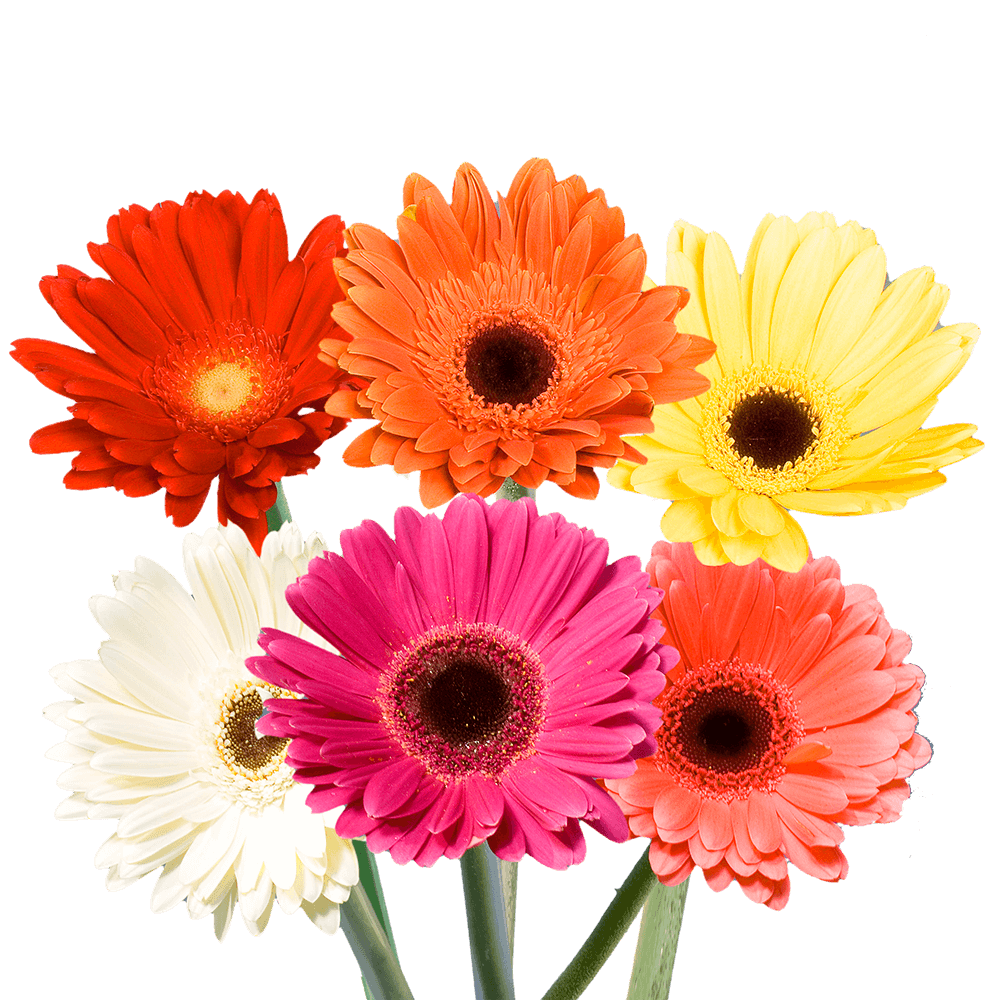 The Tried & True About Giving Flowers on Mother's Day
