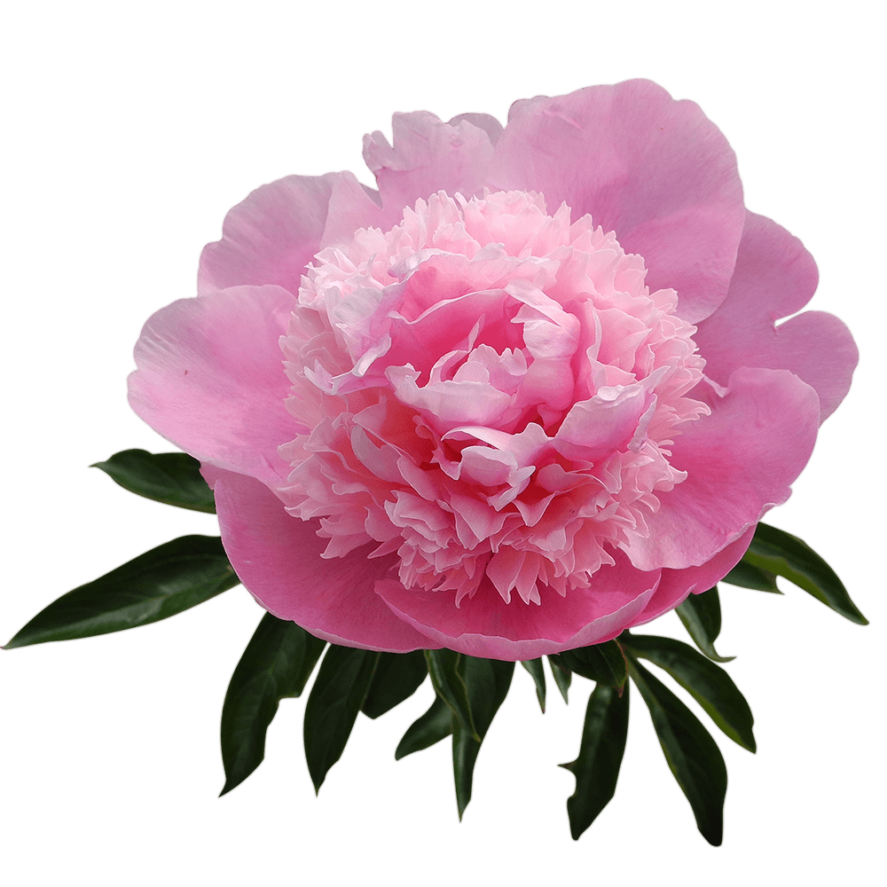 Gerber Daisies
